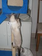 more kittens